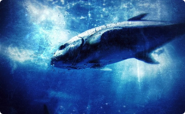 魚