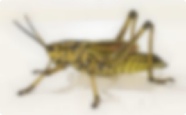 イナゴ