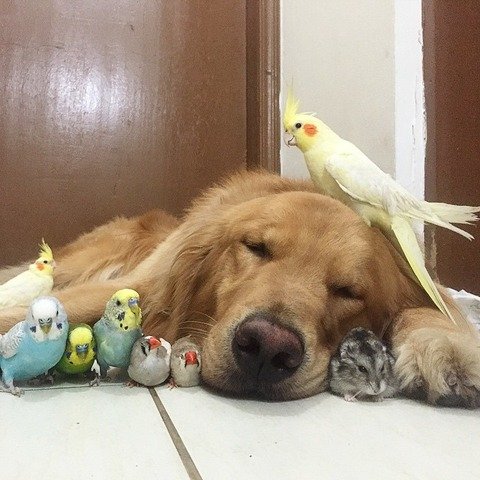 犬と鳥1