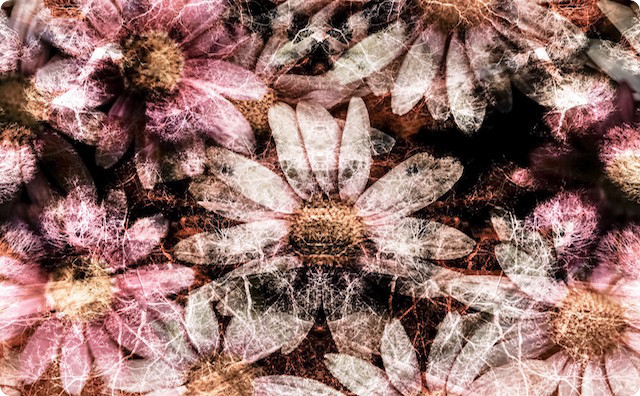 狂い花