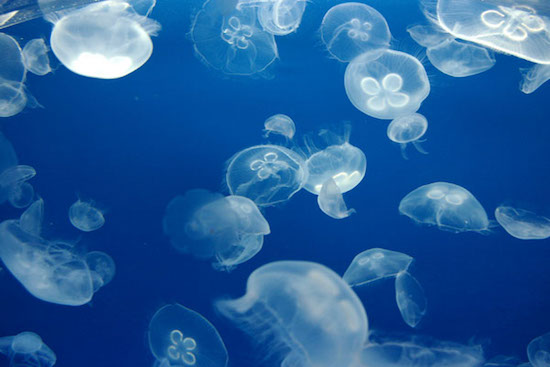 海月