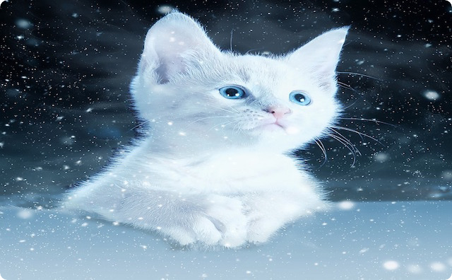 ねこ