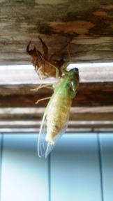 ��ҤΥ֥�����7��15����