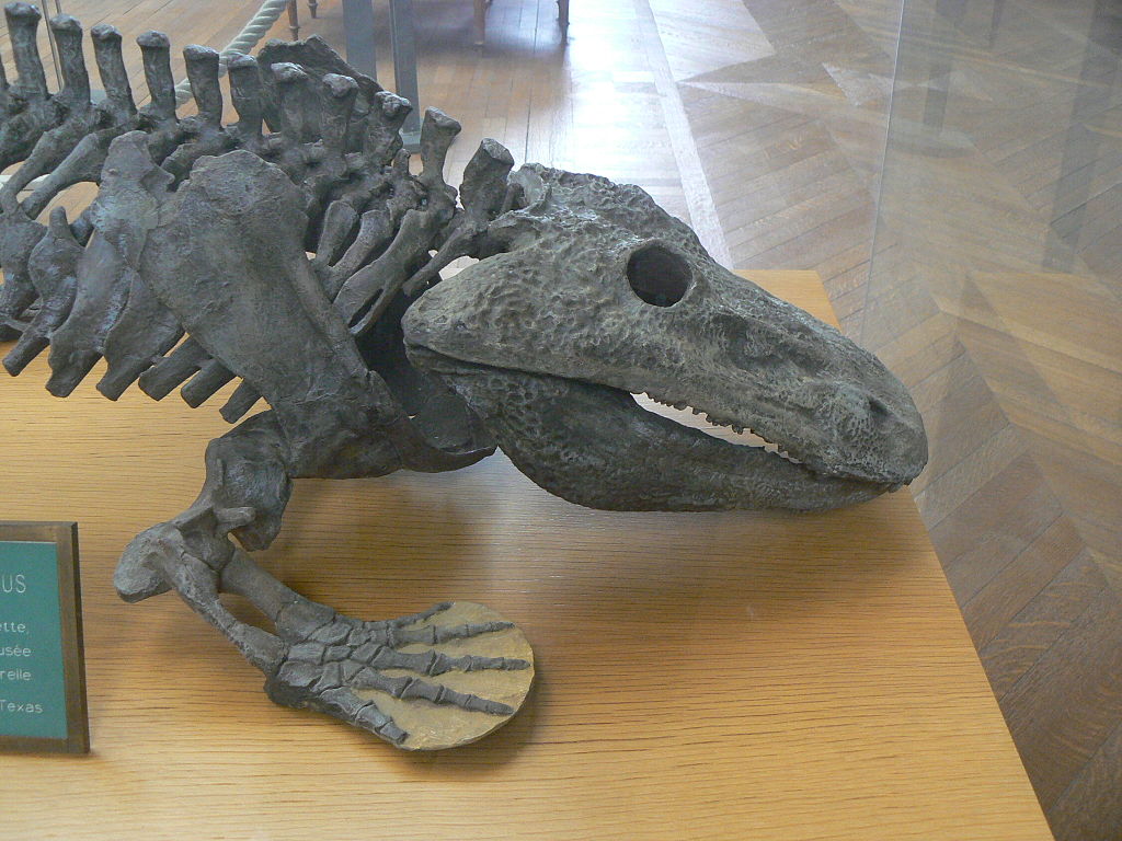 1024px-Eryops_megacephalus_head_side
