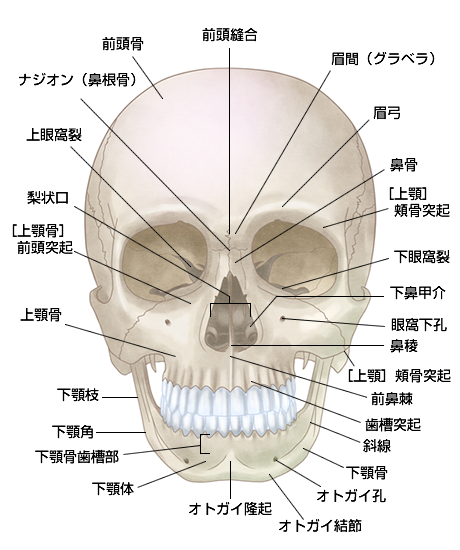 zu_kaibou_2_text