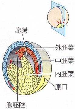 胚葉