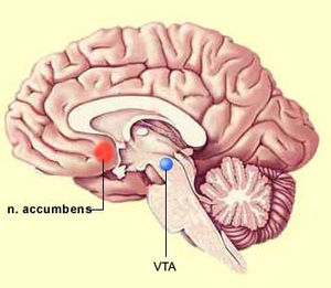 300px-Nucleus_accumbens