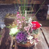 寄せ植え教室