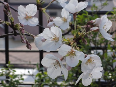 DSCN9440 (640x480)
