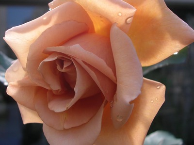 ¥³¥Ô¡¼ (2) ¡Á ¥Ð¥ë¥³¥Ë¡¼¡¢£²£°£±£±¡¤£±£±¡¤£±£³ 094