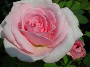 ¥Ð¥ë¥³¥Ë¡¼£²£°£±£±¡¢²Æ¡Á½© 041