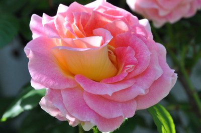 CSC_0523