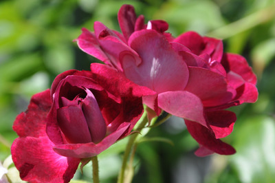 CSC_0736