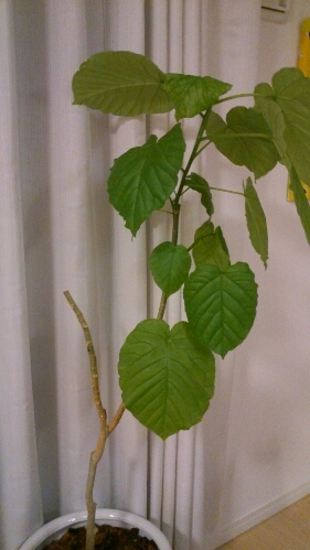 fc2_2013-10-18_19-17-53-542.jpg