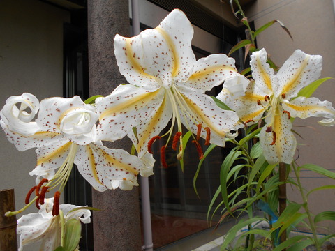 DSCN0015