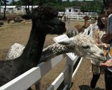 アルパカアップ画像