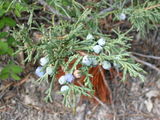 Juniper