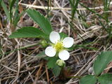 WildStrawberry