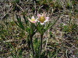 Cut-leaved(P)