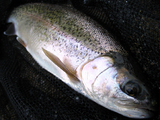 虹鱒35cm