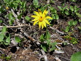 Heart-leaved