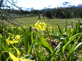 Lily
