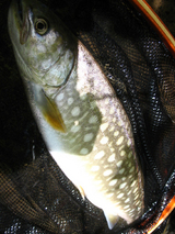 アメマス1