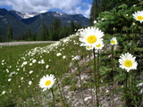 Bow Valley Parkway