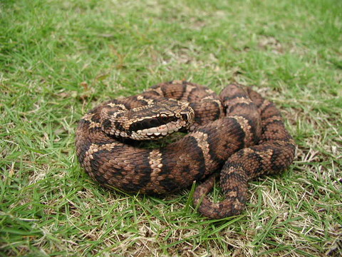 mamushi1