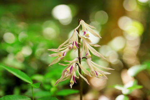 片岡の森_2018.05.25_001