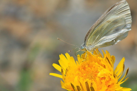 片岡の森_2018.05.25_253