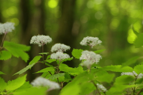片岡の森_2018.05.25_200