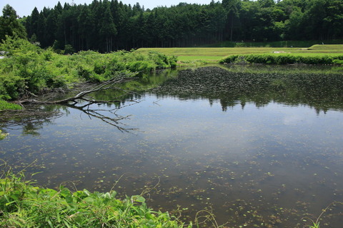 片岡の森_2018.05.25_259
