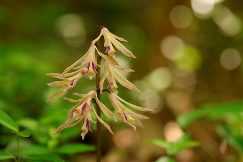 片岡の森_2018.05.25_008