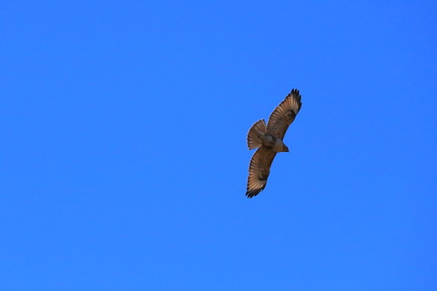 IMG_3903