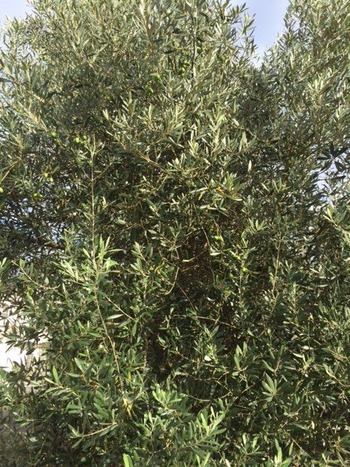 olive14