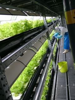 グリーンランド11