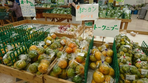 沖縄柑橘1
