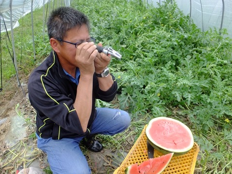 糖度１１．５度以上で出荷