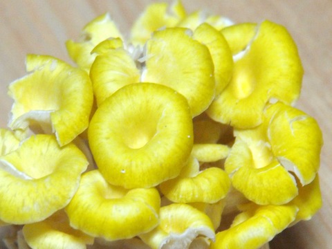 北海道】たもぎ茸(前編)～幸せを呼ぶ黄色いキノコってどんなキノコ