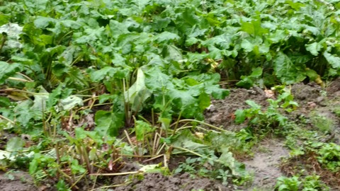 沢野ごぼう (7)