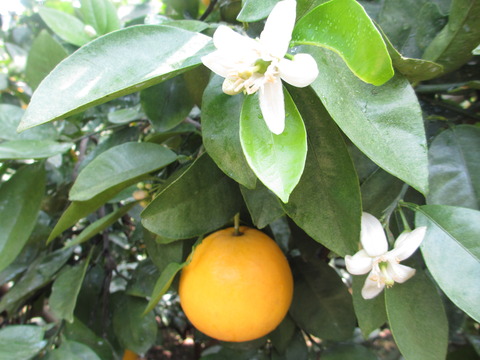 花と晩柑