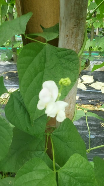 加賀つるまめ (11)