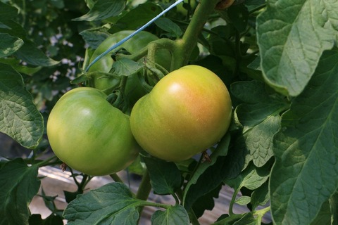 よもぎたトマト