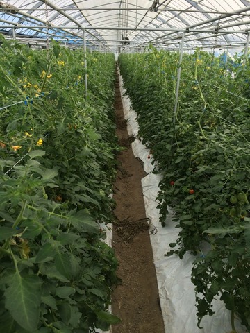 プレミアムトマト