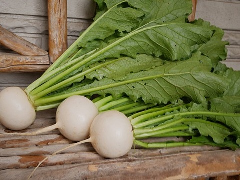 くにこのフォルダ