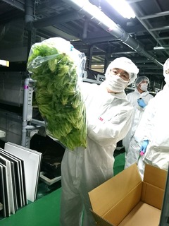 グリーンランド25