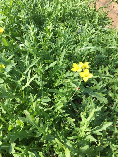 734981_540467669491248_2420952215089249435_n