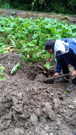沢野ごぼう (6)