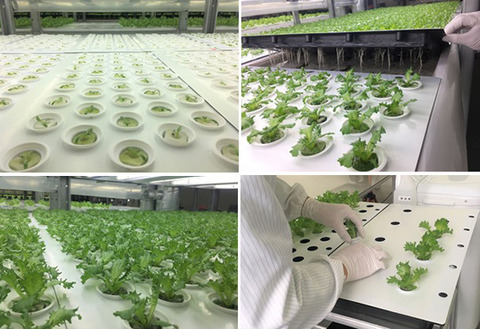 低カリウムレタス生育